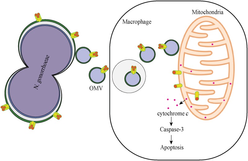 Fig 11