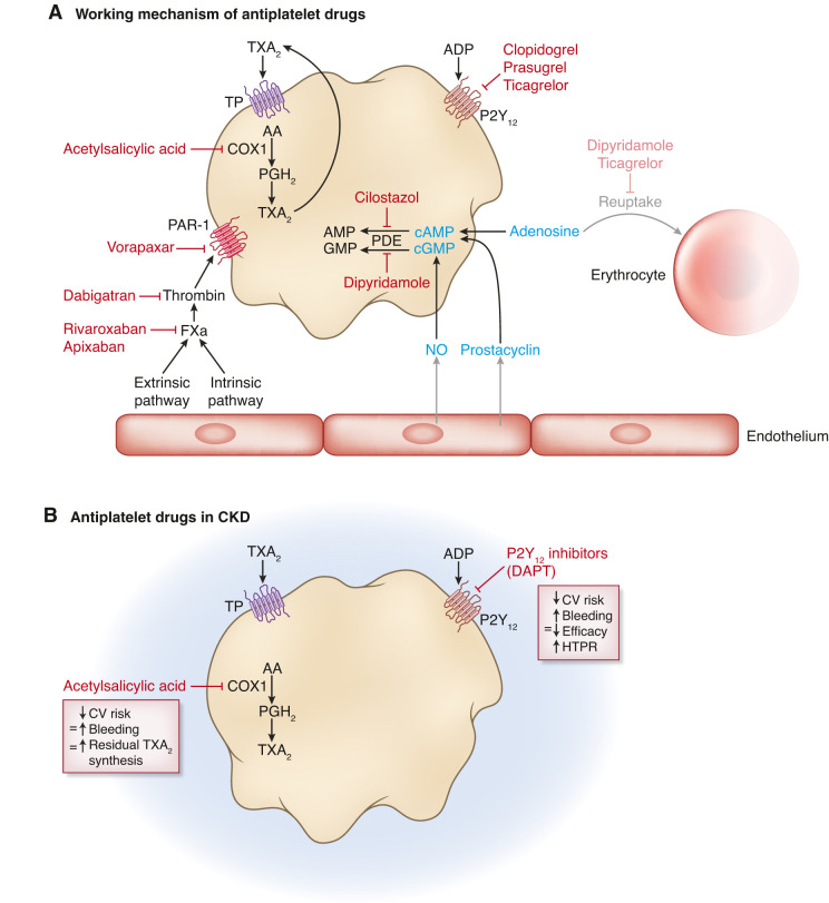 Platelet Abnormalities in CKD and Their Implications for Antiplatelet ...