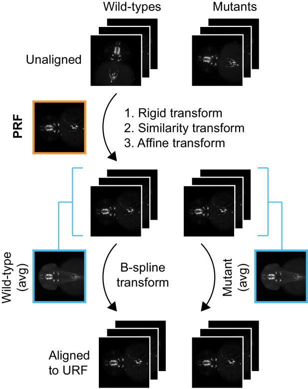 Figure 1—figure supplement 4.