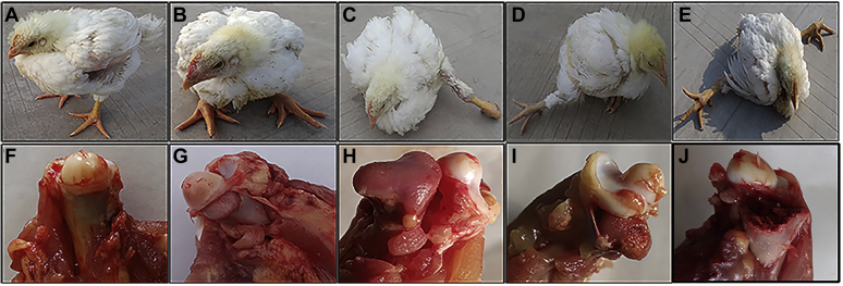 Figure 1