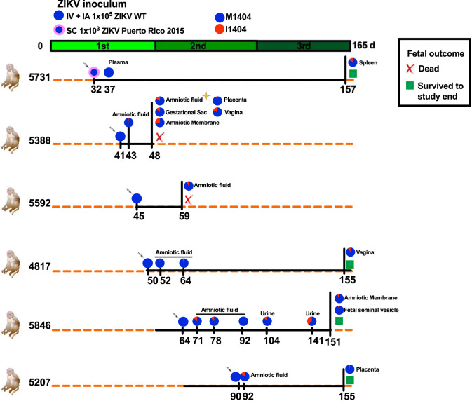 FIG 1