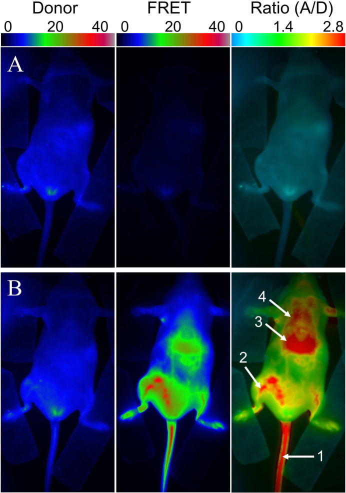 Fig. 3