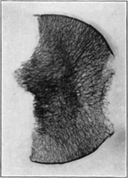 Fig. 8