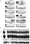 Extended Data Figure 9