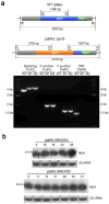 Extended Data Figure 4