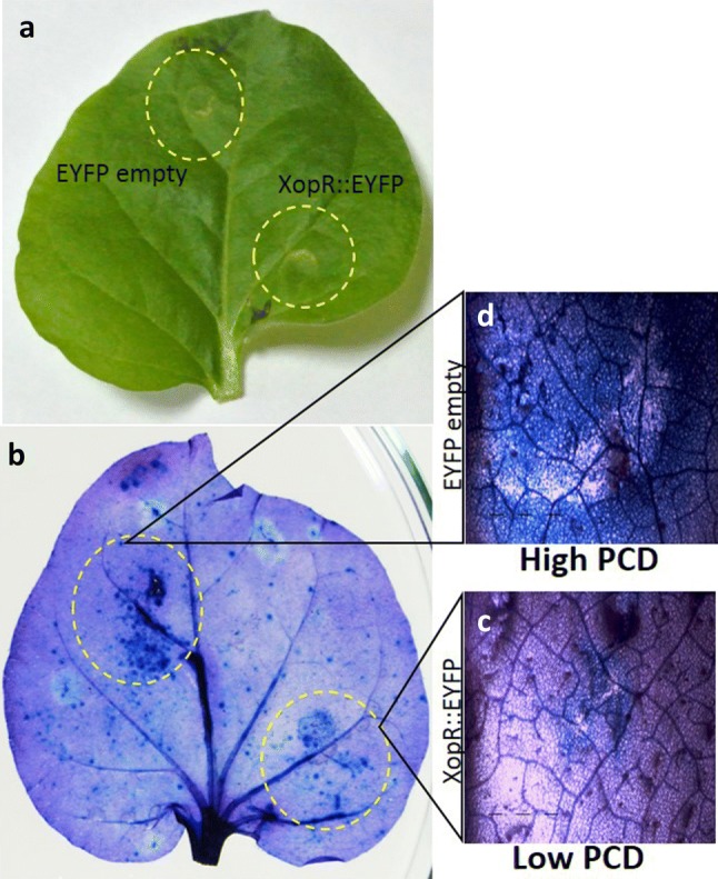 Fig. 5