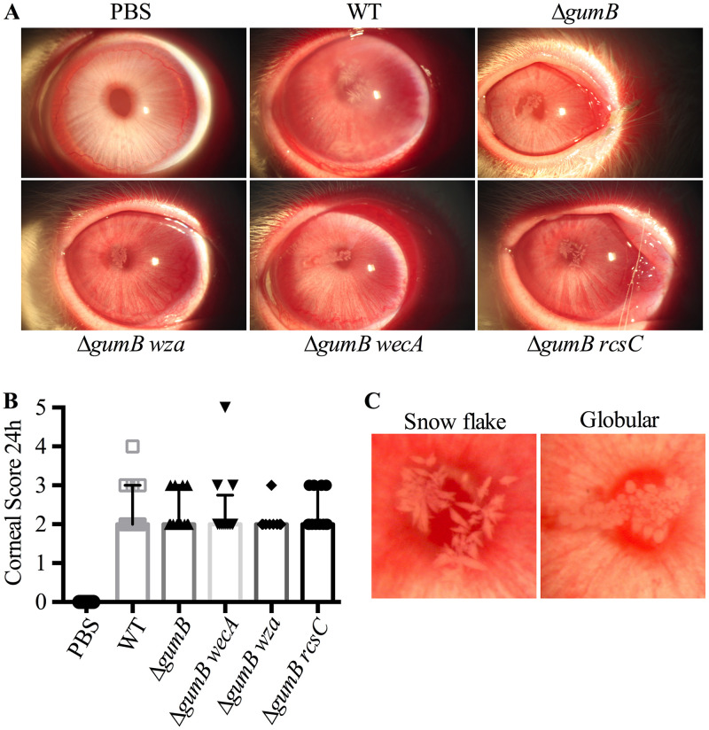 FIG 2