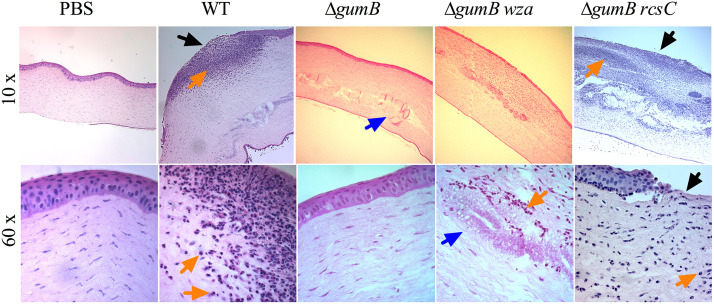 FIG 6