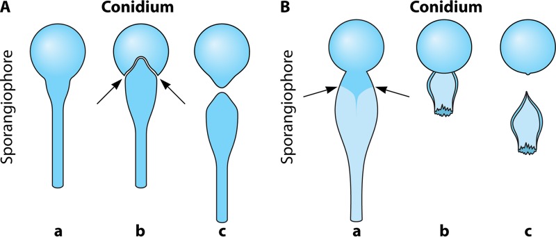 FIG 1