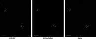 Supplementary Fig. 1