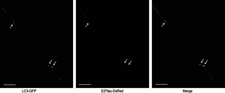 Supplementary Fig. 1