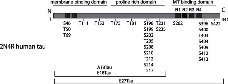 Fig. 1