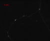 Supplementary Fig. 5