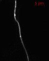 Supplementary Fig. 6
