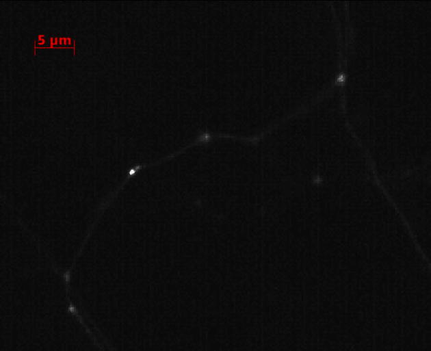 Supplementary Fig. 5