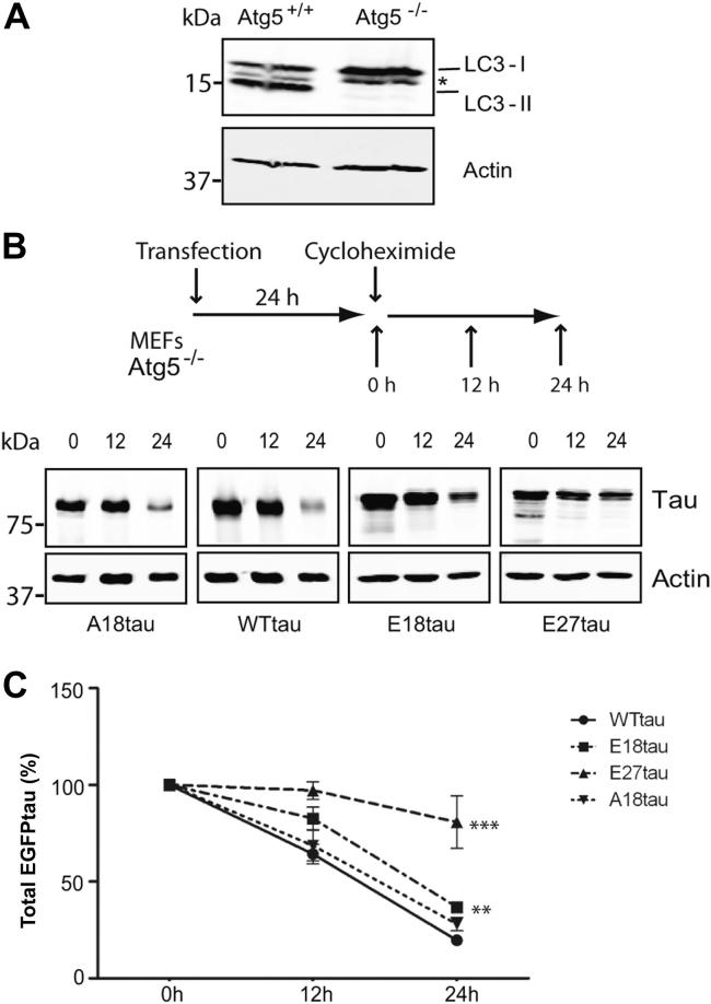 Fig. 7