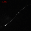 Supplementary Fig. 4