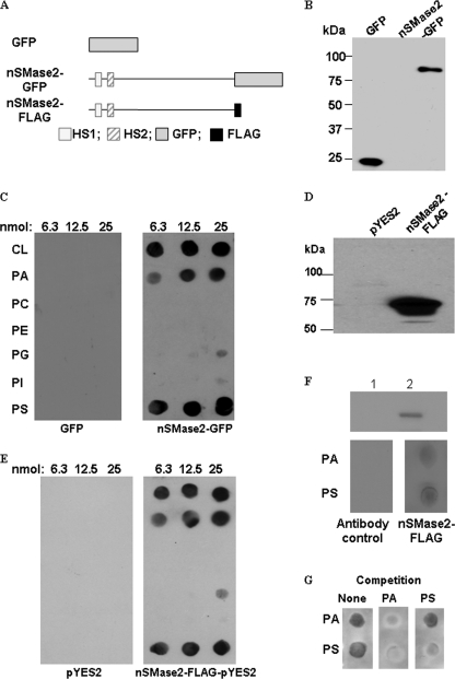 FIGURE 1.