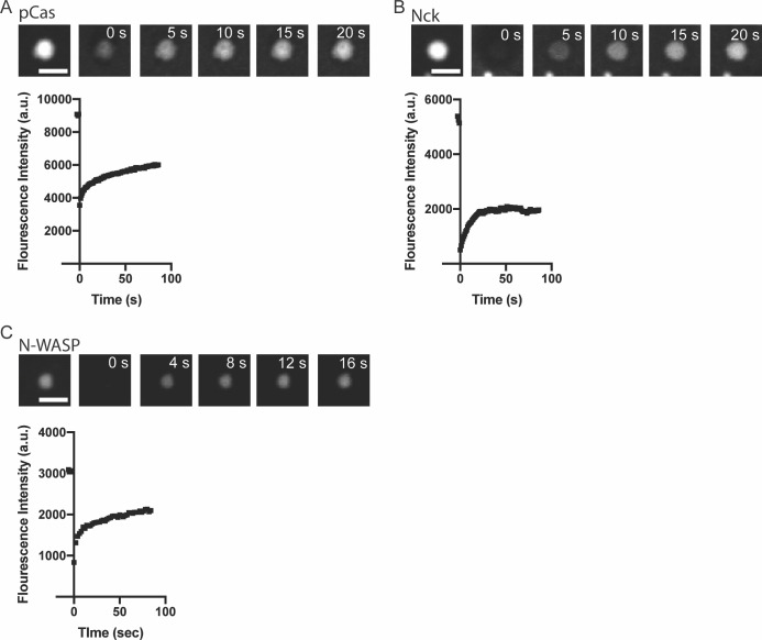 Figure 1—figure supplement 6.