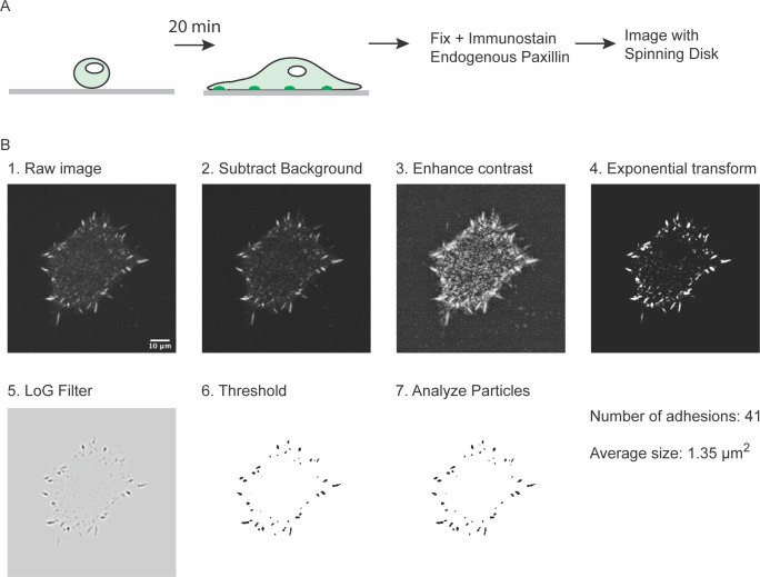 Figure 6—figure supplement 2.