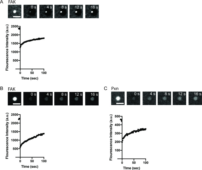 Figure 2—figure supplement 3.