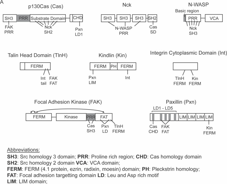 Figure 1—figure supplement 1.