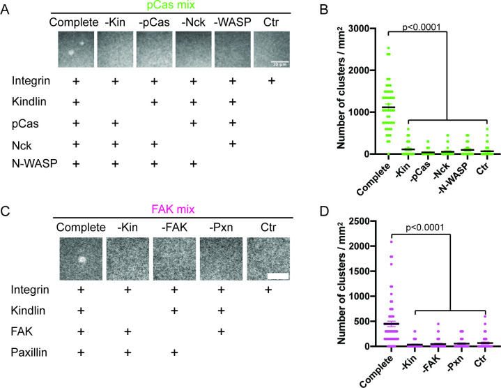 Figure 4—figure supplement 2.