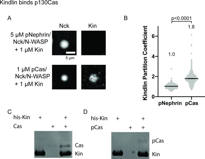 Figure 3—figure supplement 2.