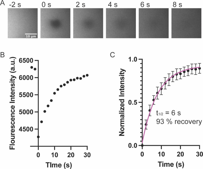 Figure 4—figure supplement 1.