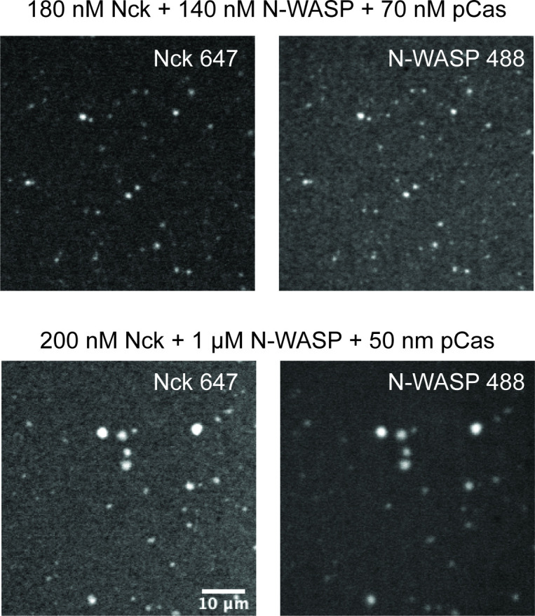 Figure 1—figure supplement 4.