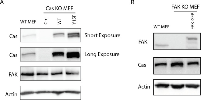 Figure 6—figure supplement 3.