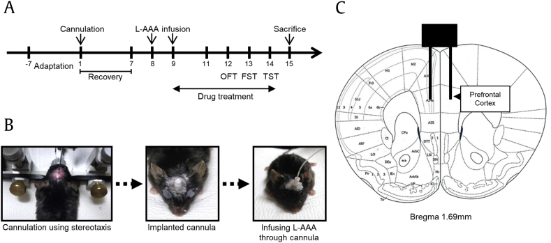 Fig. 1