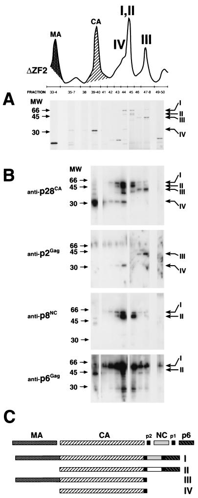 FIG. 7