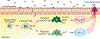 Fig. 7.