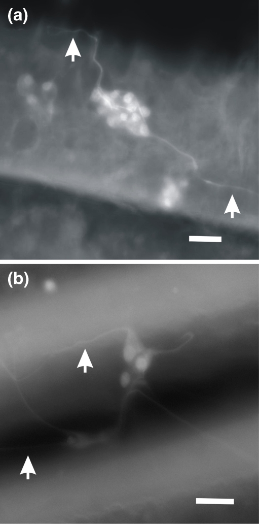 Fig. 5