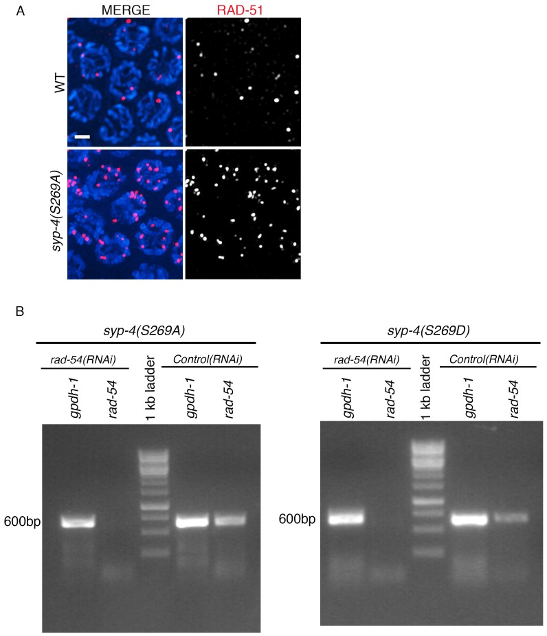 Figure 5—figure supplement 1.