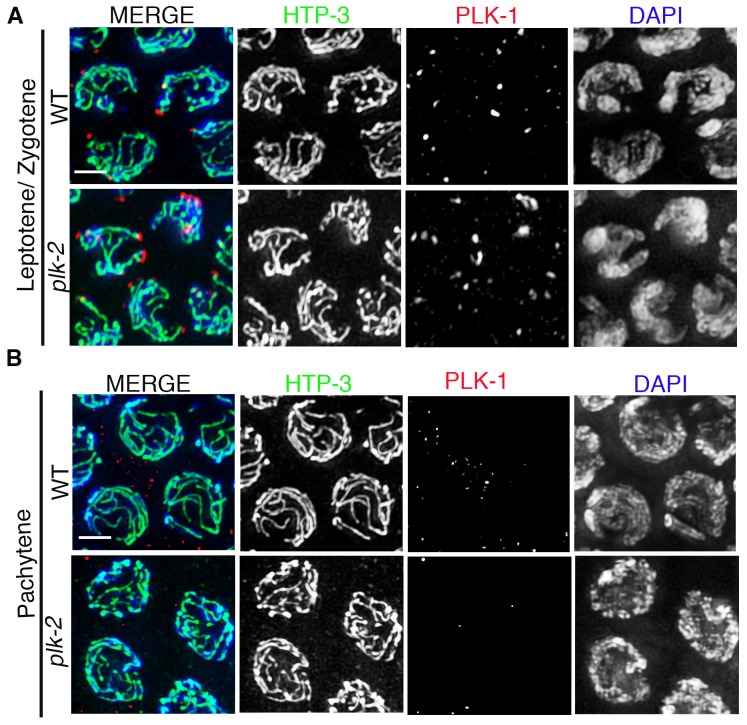 Figure 1—figure supplement 1.