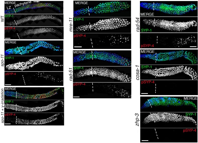 Figure 3—figure supplement 2.