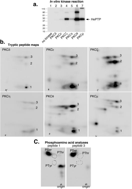 FIG. 5.