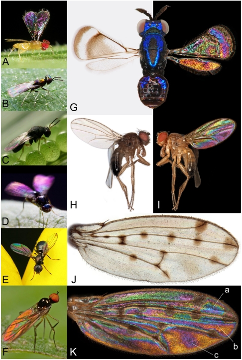 Fig. 1.