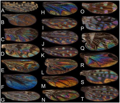 Fig. 5.