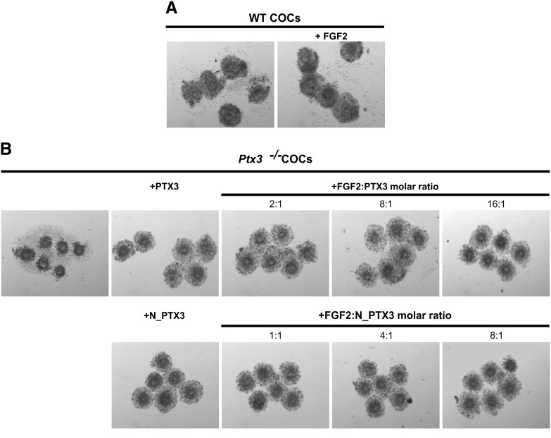 Fig. 5