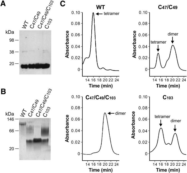 Fig. 1