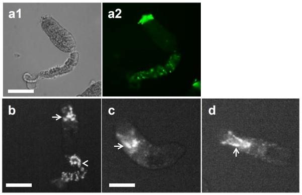 Fig. 3