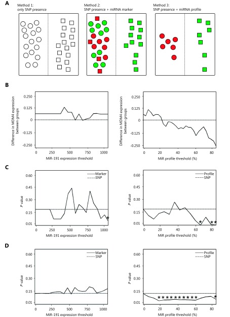 (A) Three approaches for characterization of rs4245739 at the 3’UTR of the <italic>MDM4</italic>: grouping patients according to rs4245739 genotype only, stratifying patients according to presence or absence of miR-191 expression, and classifying patients according to miRNA expression profile. Round object represents A-allele, square object represents C-allele, red color represents <italic>MDM4</italic> overexpression, green color represents <italic>MDM4</italic> underexpression. Left panel: using rs4245739 genotype only, we could not differentiate tumors with over- or underexpression of <italic>MDM4</italic>. Previous research demonstrated that A-allele was associated with <italic>MDM4</italic> overexpression and C-allele was associated with miR-191 binding and <italic>MDM4</italic> underexpression<sup><xref ref-type="bibr" rid="b25">25</xref></sup>. Middle panel: using additional determinant of presence or absence of miR-191 expression, we could better discriminate patients with A- or C-allele and status of <italic>MDM4</italic> expression. Right panel: using determinant of microRNA profile, we could precicely discriminate patients with A-allele with high <italic>MDM4</italic> expression and patients with C-allele with low <italic>MDM4</italic> expression. (B) Comparison of <italic>MDM4</italic> expression between groups of specific 3’UTR genotypes after stratifying patients using presence of miR-191 expression (left panel) and miRNA expression profile (right panel). Left panel: as miR-191 binds only to C-allele to mediate <italic>MDM4</italic> degradation, we divided individuals into A- and C-allele groups to compare <italic>MDM4</italic> expression (X-axis) according to miR-191 expression (Y-axis). We observed inverse <italic>MDM4</italic> expression at a certain miR-191 threshold that was not statistically significant. Right panel: we compared <italic>MDM4</italic> expression (X-axis) in individuals with A- and C-alleles according to miR profile (Y axis) in which miR-193a and miR-378 would bind to the A-allele- and miR-184 and miR-191 would bind to the C-allele; therefore, we divided the individuals into an A-allele SNP+/miR-193a-/miR-378- group and a C-allele SNP+/miR-184+/miR-191+ group. We observed significant inverse <italic>MDM4</italic> expression compared to miR profile expression. (C) We categorized individuals into groups with A-allele/presence of miR-191 expression and C-allele/absence of miR-191 expression (left panel) as well as an A-allele SNP+/miR-193a-/miR-378- group and a C-allele SNP+/miR-184+/miR-191+ group (right panel) and then compared with the tumor size (<italic>P</italic> value, X-axis) across miR expression thresholds (Y-axis). We demonstrated significantly different tumor size at higher thresholds, indicating that A-risk allele correlated with larger tumor size at higher miR expression threshold. (D) We categorized individuals into A-allele/presence of miR-191 expression and C-allele/absence of miR-191 expression groups (left panel), as well as an A-allele SNP+/miR-193a-/miR-378- group and a C-allele SNP+/miR-184+/miR-191+ group (right panel), and then compared with the number of lymph nodes infiltrated (<italic>P</italic> value, X-axis) across miR expression thresholds (Y-axis). We demonstrated significant differences in the number of lymph node infiltrated miR profile but not miR-191 expression, indicating that A-risk allele correlated with higher number of lymph nodes infiltrated using miR profile.