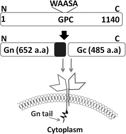 Fig 1