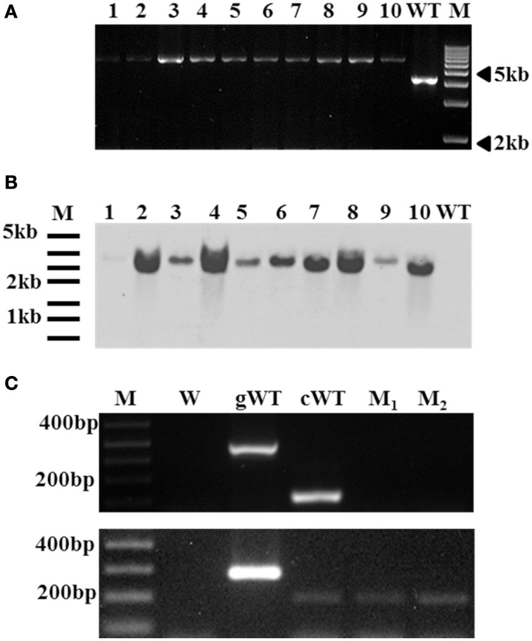 Figure 5