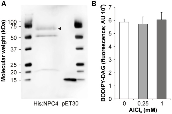 FIGURE 3