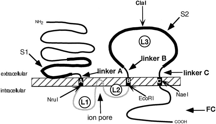 Fig. 1.