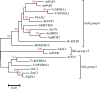 Phylogenetic relationship of flavonoid R2R3-MYBs TFs from different species.